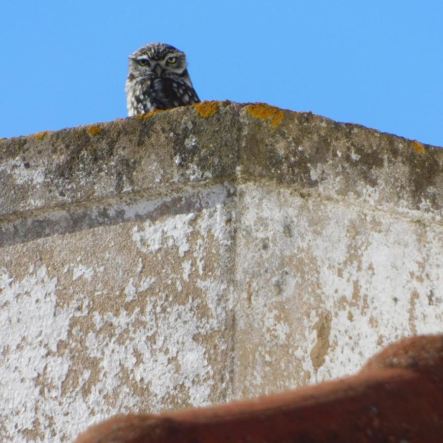 The Little Owls Nest Кастро Верде Екстериор снимка